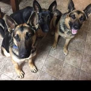 Meet your Posher, Bill